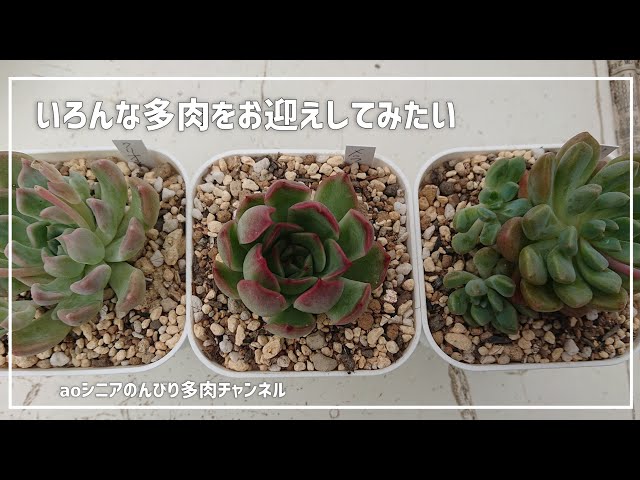 174][多肉植物]メルカリからロウルサンコさん苗お迎えしてみました