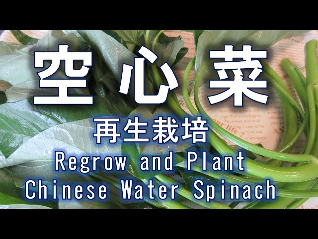 空芯菜（ エンサイ ）は、一度買えば、無限に増殖！エンドレス！ - YouTube
