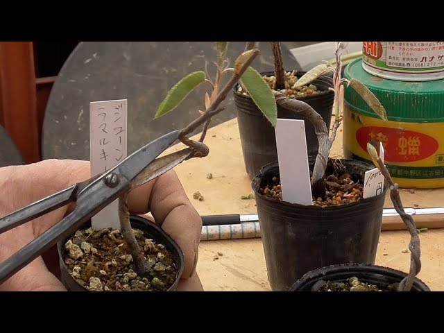 Juneberry to make a mini bonsai - YouTube