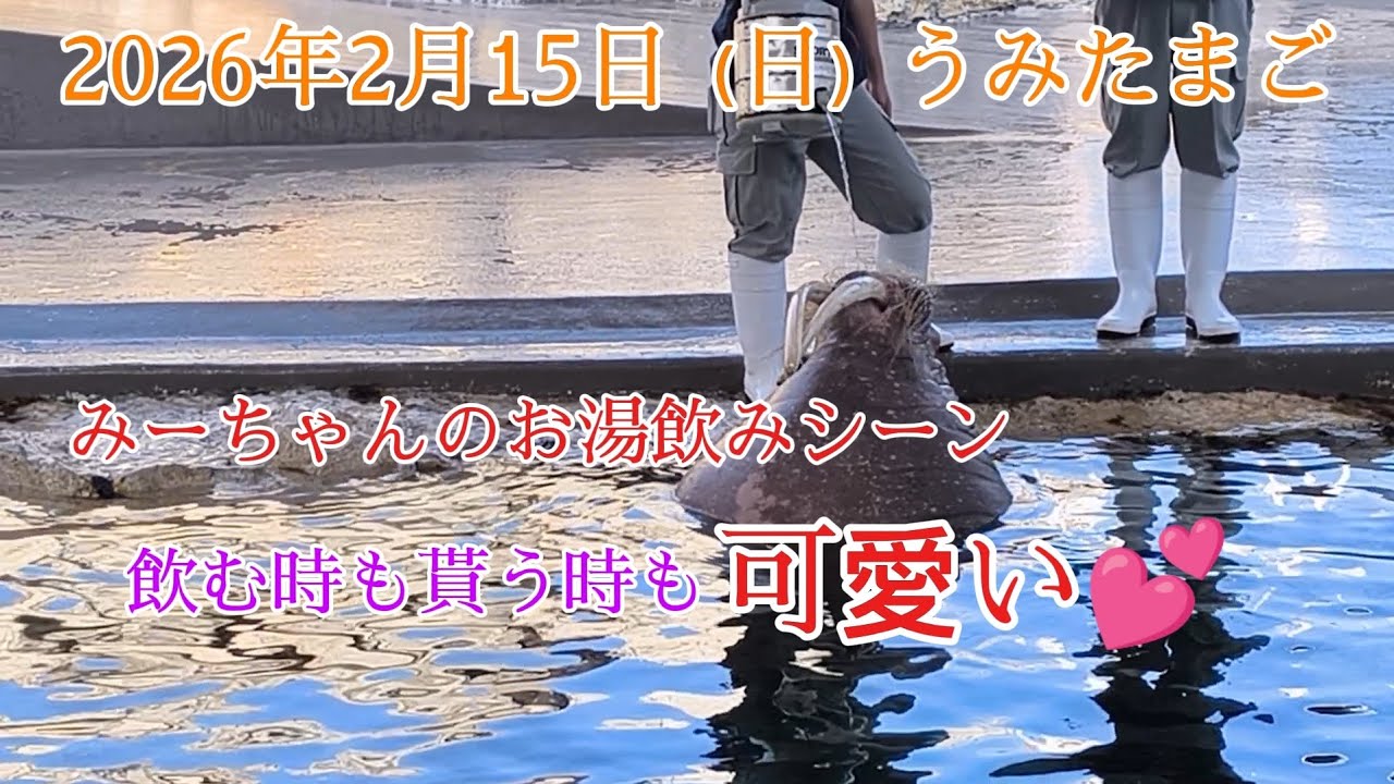 大分マリーンパレス水族館うみたまご】2026年2月15日みーちゃんのお