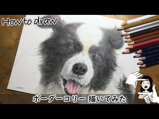 ボーダーコリー描いてみた】色鉛筆・賢いかわいい霧島アート牧場の