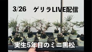 291 未生5年目のミニ黒松‪@bonsai1007‬ 【ミニ盆栽】 - YouTube