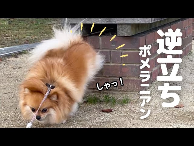 ポメラニアンCS プレイマット 優勝 ポメラニアンCS プレイマット 優勝