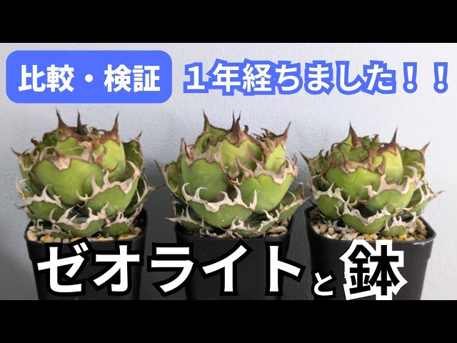 Soil and Pot Size] [Comparison and Verification] [1 Year] We will