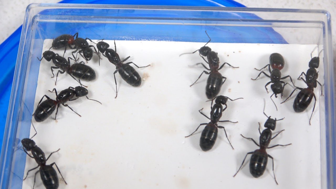 ロード オブ ヴァーミリオンIII Twin Lance ver3.2R』蒼崎青子プレイ