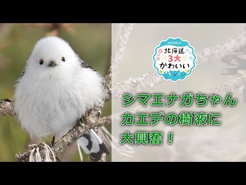 シマエナガちゃん カエデ樹液に大興奮！ Shimaenaga-chan gets excited