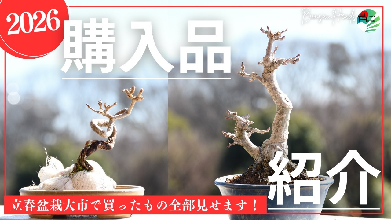 盆栽鉢入手！開封動画です - YouTube