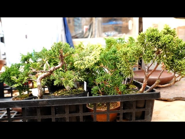 糸魚川真柏・紀州真柏 見分け方と、それぞれの特徴 [盆栽初心者講座