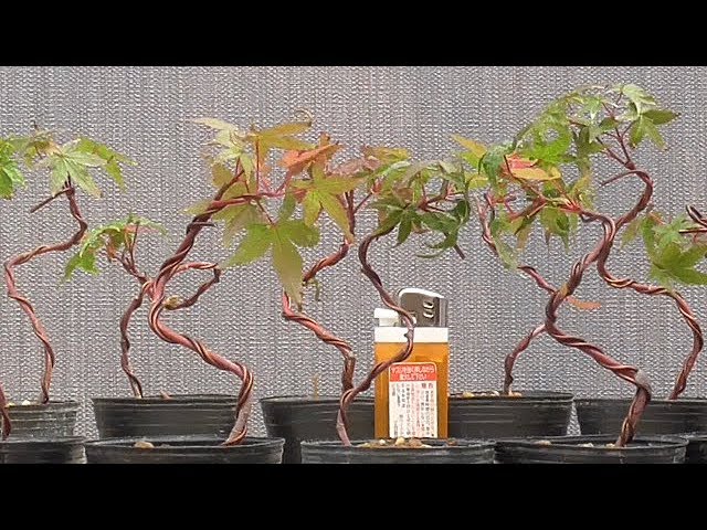 Making a patterned tree from a Japanese maple cutting in its third
