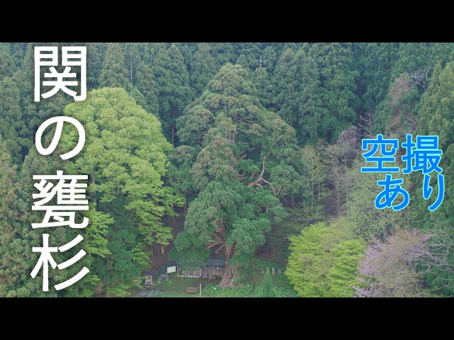 関の甕杉】樹齢1000年の巨樹!! 関の古碑群【青森県深浦町】4K60P - YouTube
