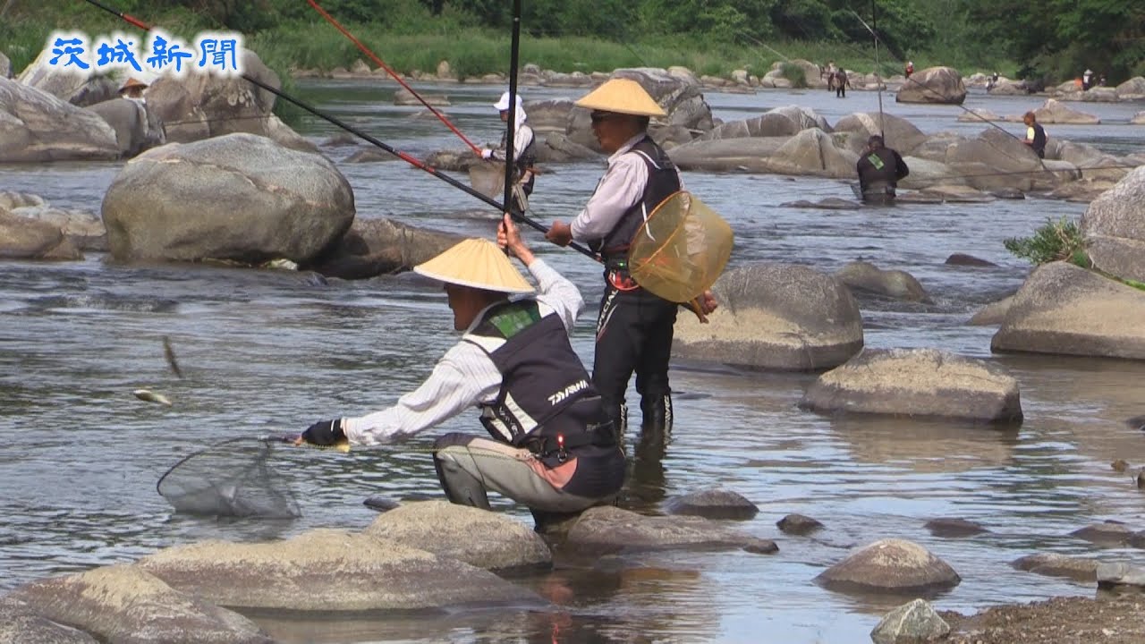 Ayu fishing enthusiasts enjoy catching 20cm-class fish, including