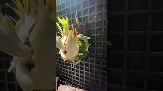 P. veitchii AR #1 (pup) Select 【artPLANTs】 ビカクシダ/コウモリ