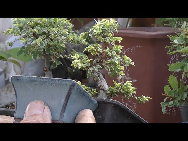 A beautiful mini bonsai of Yuzen Zelkova - YouTube