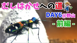 6-①. [Miracle] I met a tiger beetle in the fields in June