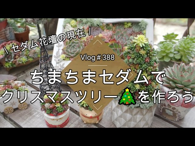 Vlog388] [Succulents] Let's make a Christmas tree with sedum