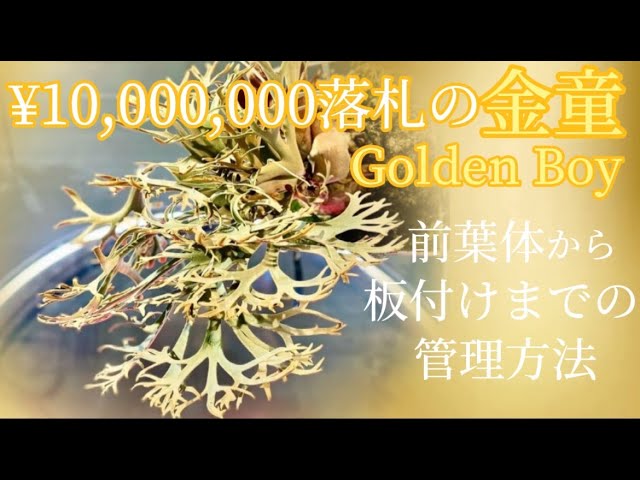 金童 (Golden boy )¥10,000,000で落札されてた‼️親株の前葉体前葉体