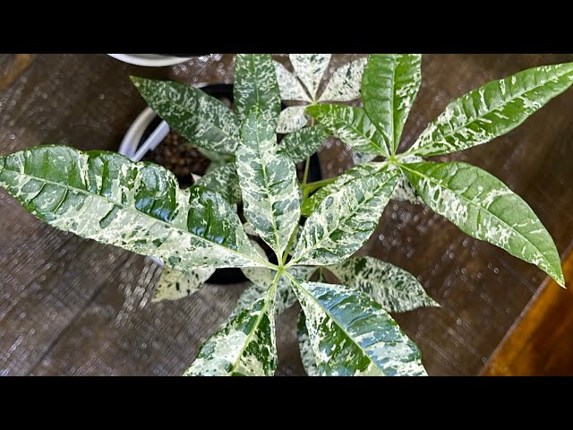 なぜ希少価値が高いのか⁉️】実生「パキラ ミルキーウェイ」🌿✨ - YouTube