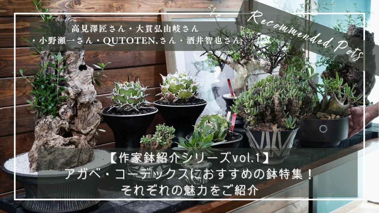 作家鉢紹介シリーズvol 1】アガベ・コーデックスにおすすめの鉢