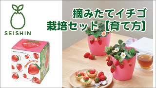 摘みたてイチゴ栽培セット - 聖新陶芸株式会社｜栽培キットの企画
