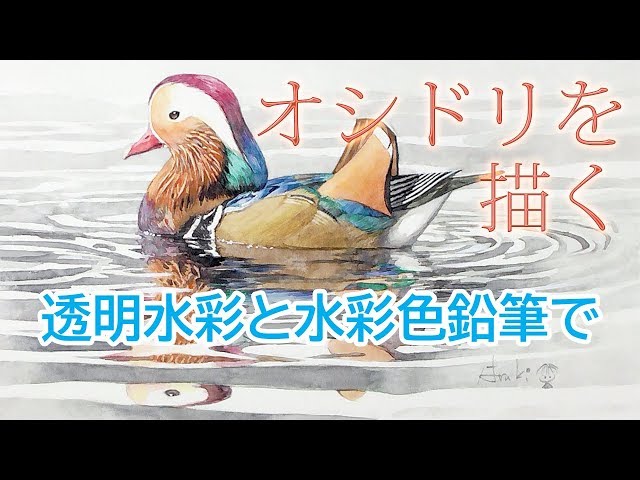 はるき堂おおだんな】 オシドリを描く、水彩絵の具と水彩色鉛筆で