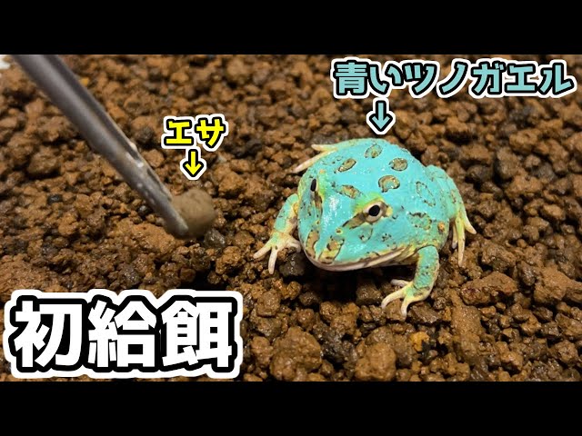 First feeding of blue Cranwell's frog (Pacman frog) and how to