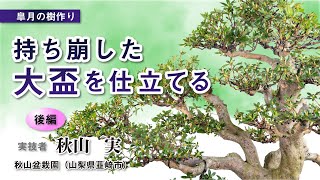 皐月の樹作り】 持ち崩した大盃を仕立てる 実技者・秋山 実 〈後編