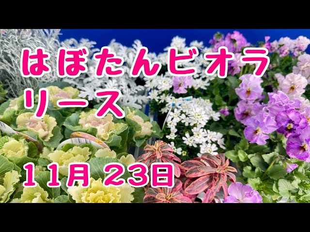 葉牡丹 #ビオラ #リース ビオラ多めで華やかに #寄せ植え #プランツ