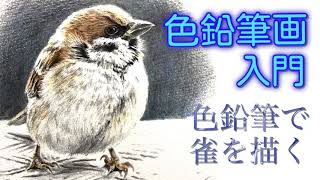 色鉛筆画入門】色鉛筆で雀を描く#色鉛筆画 - YouTube