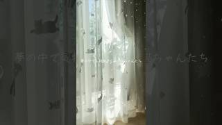 Lotti（ロッティ）】びっくりカーテンの猫ちゃんをテーマにした