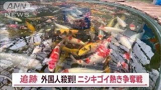 泳ぐ宝石「ニシキゴイ」 競り市に外国人殺到 “1匹1100万円”も…熱き争奪