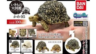 かめ 05 いきもの大図鑑 ガチャポン ガチャガチャ - YouTube