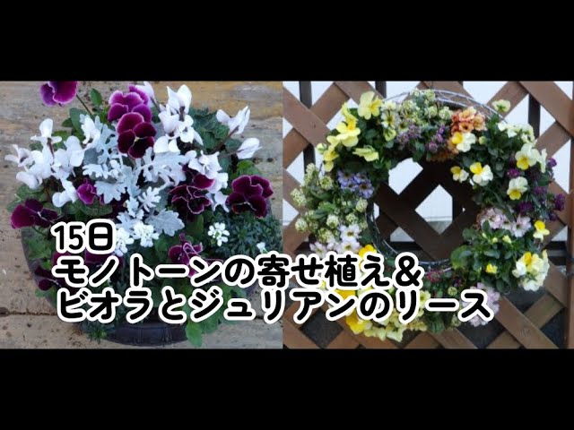 12月15日制作 ビオラのリースとモノトーンの寄せ植え 午前中の仕事が