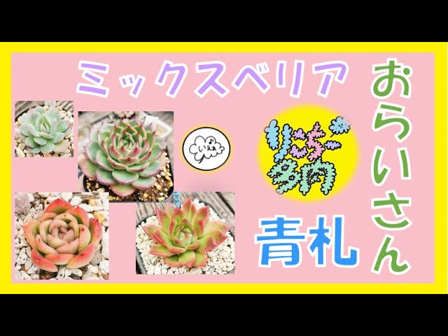 おらいさん】わが家のミックスベリアと青札を紹介したい♪ - YouTube