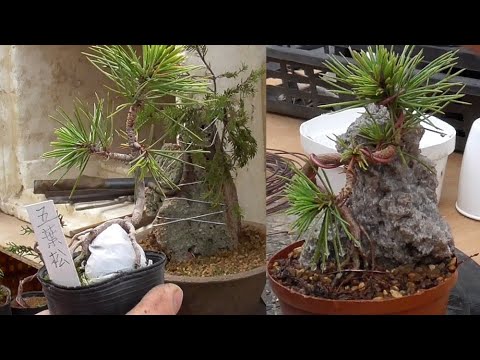 Make a mini stone-mounted Japanese white pine bonsai - YouTube