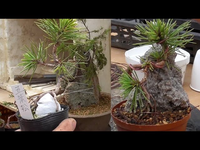 Make a mini stone-mounted Japanese white pine bonsai - YouTube