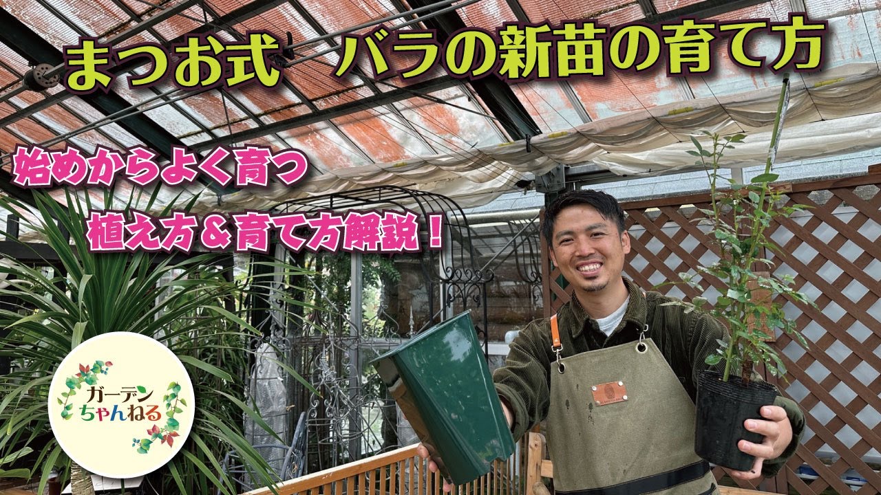 How to grow new rose seedlings] We will explain the key points of