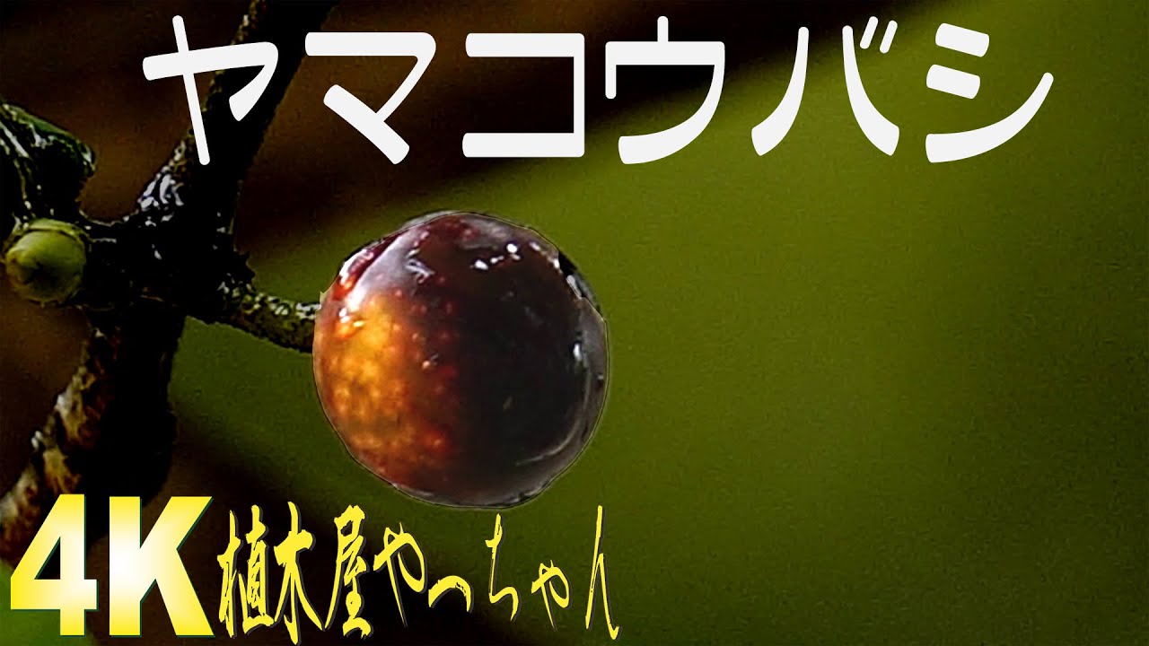 山採り自然樹形ヤマコウバシ販売 秋元園芸 茨城那珂