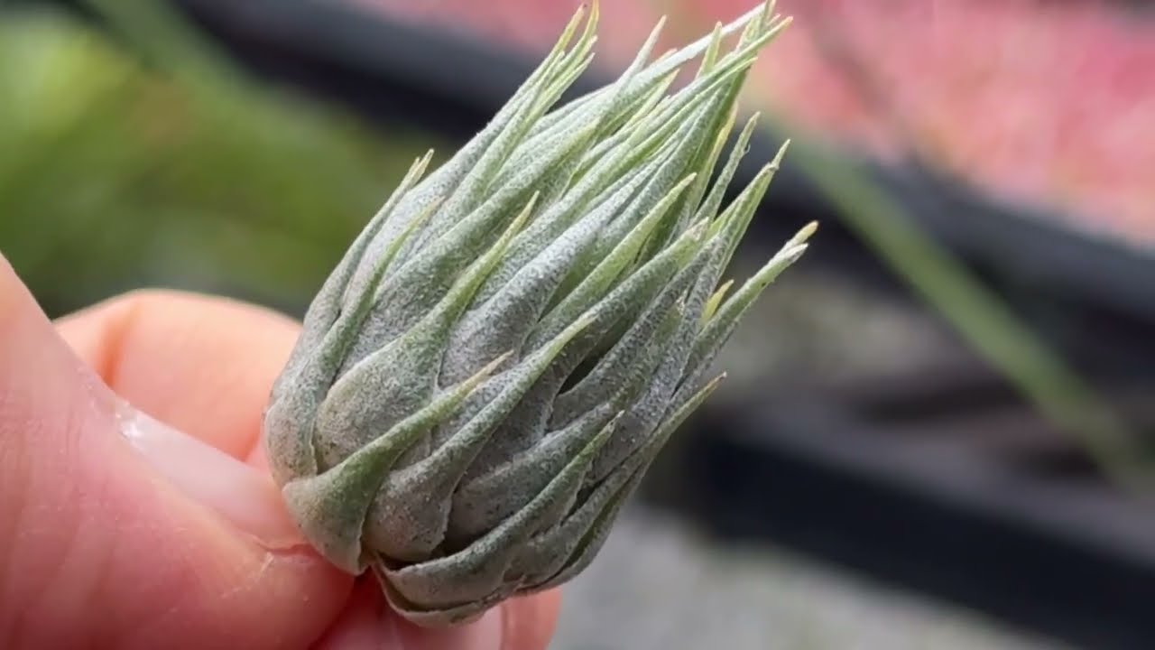 チランジア カウツキー Tillandsia kautskyi＊エアプランツ＠フラワー