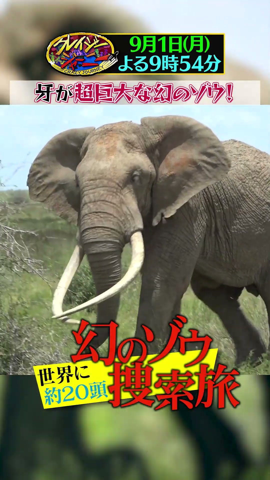 世界に20頭！巨大な牙を持つ幻のゾウを追う!!『#クレイジージャーニー