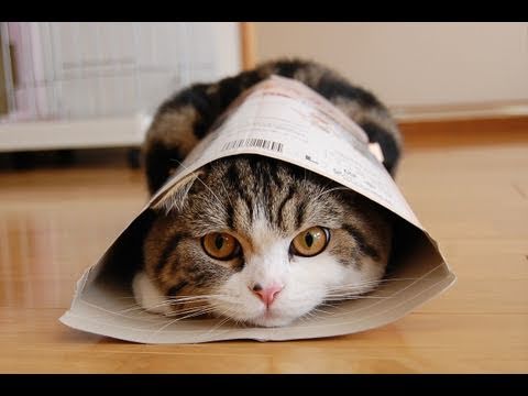 まるです。 - YouTube