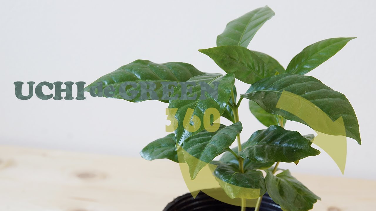 8.5cmから始めるコーヒーの木 | ウチデグリーン | UCHI de GREEN