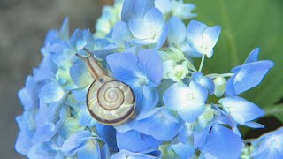 なぜカタツムリがいるの？名前の由来は？雨が似合う花「アジサイ