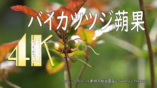 山採り自然樹形バイカツツジ販売 秋元園芸
