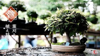 ケヤキ（欅）盆栽の育て方。箒作りと根張り【動画で学ぼう】 – 盆栽Q