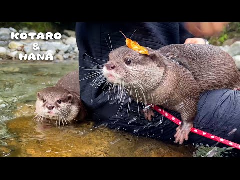Otter Reunites with His Best Friend at the River - YouTube
