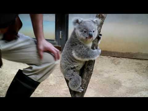 東山動植物園公式】インディコ 《 コアラ 》 - YouTube