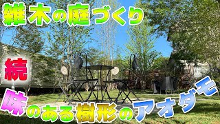 Lawn and Miscellaneous Garden] Continued: The unique shape of the