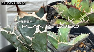 CAUDEX LIFE #50】アガベ好きの聖地「T Plants Lobo」2024年の初売りで