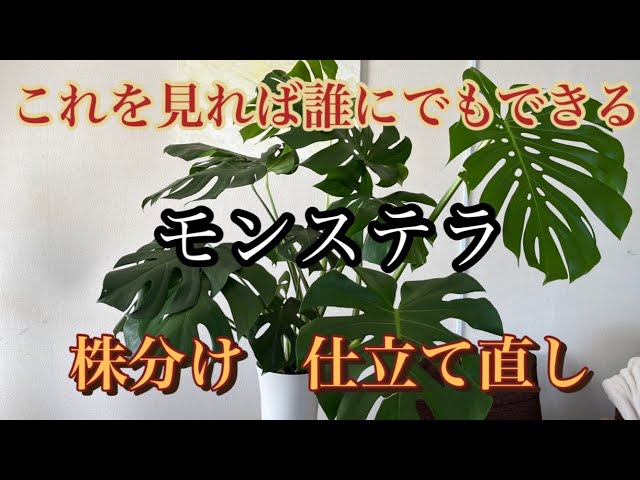 Monstera] Anyone can do it by watching this: dividing and