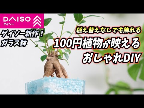 ガジュマル - YouTube